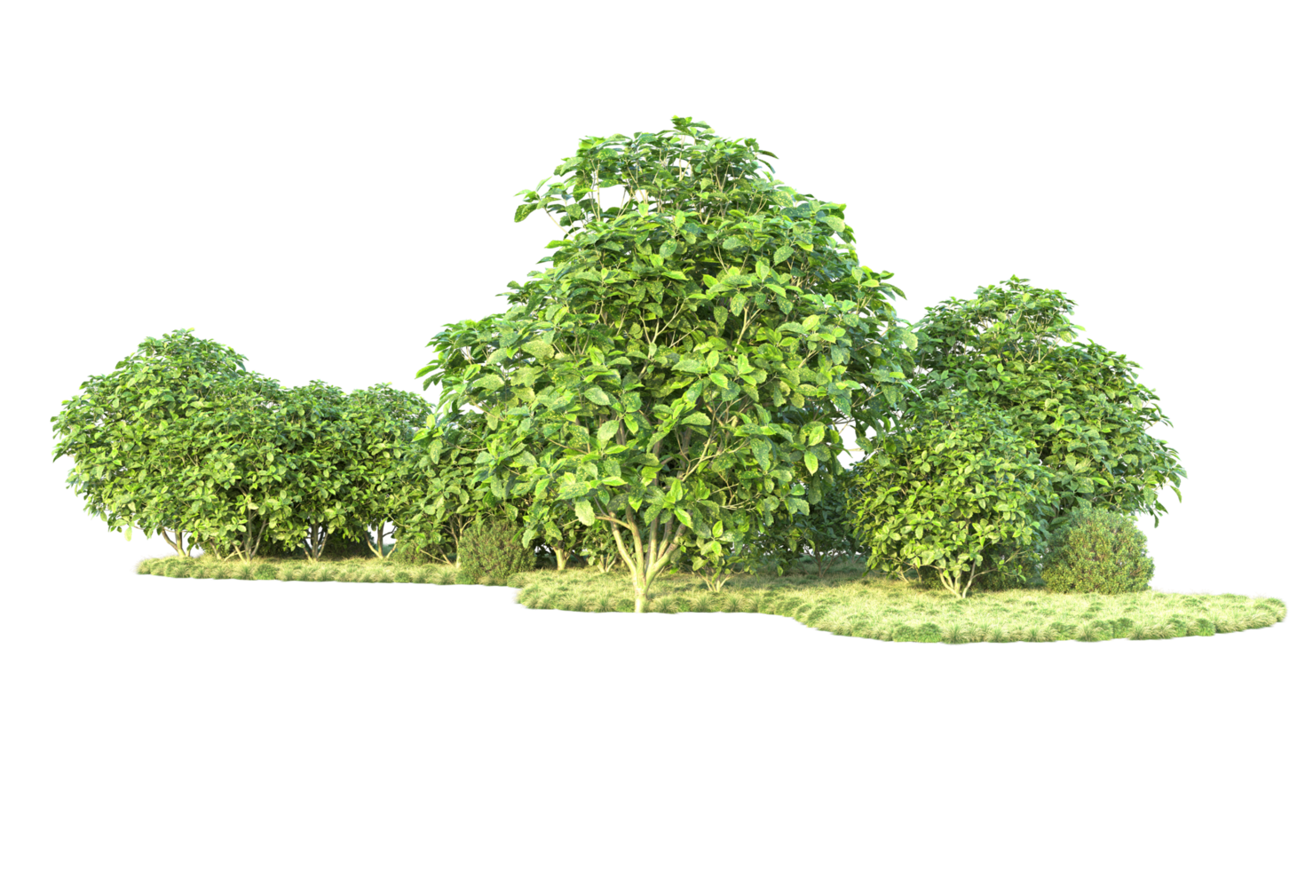 Tropical forest isolated on transparent background. 3d rendering - illustration png