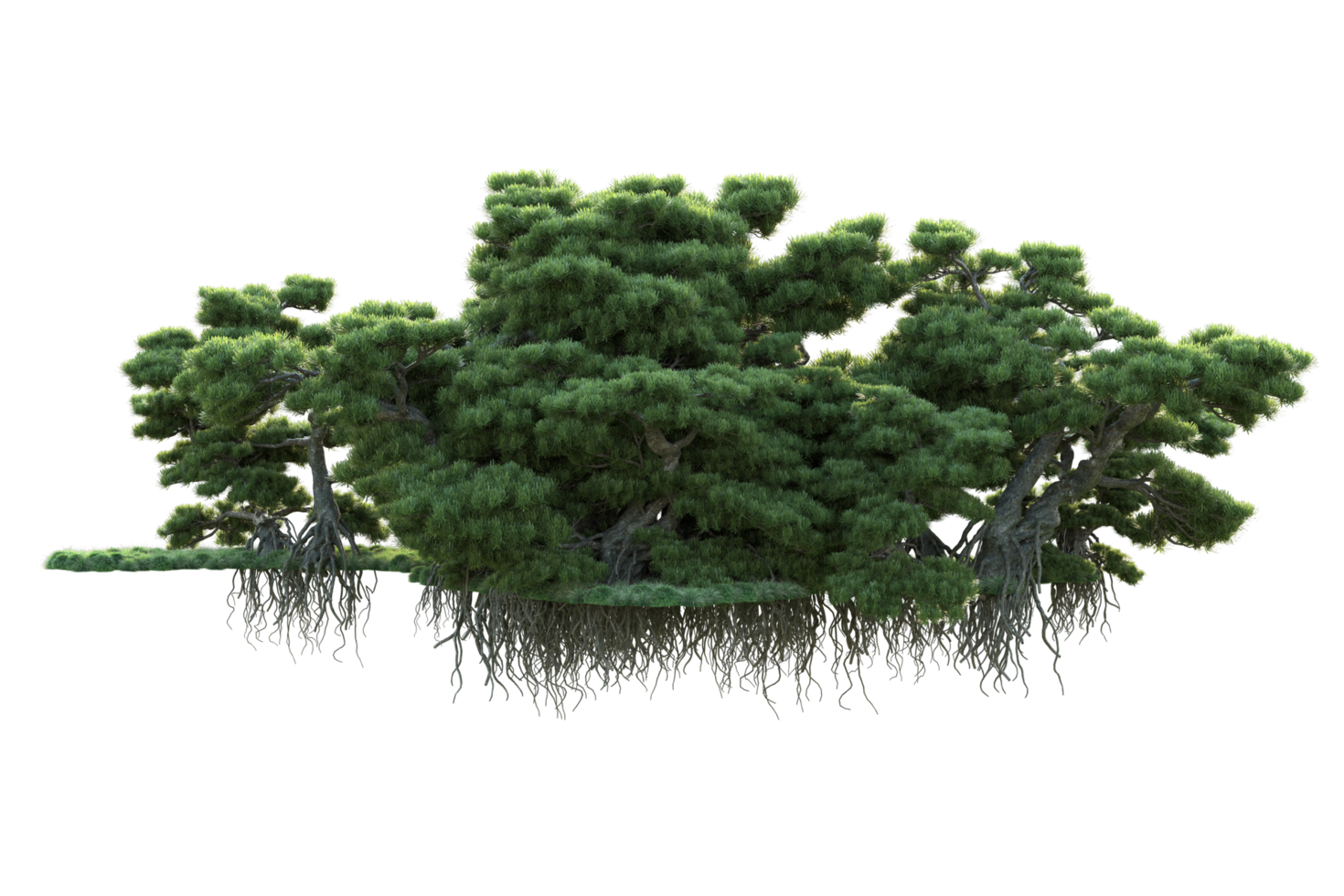 tropicale foresta isolato su trasparente sfondo. 3d interpretazione - illustrazione png