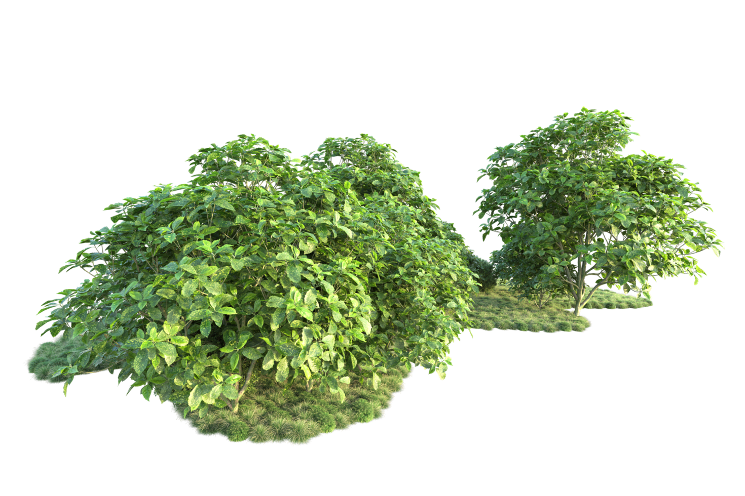 Tropical forest isolated on transparent background. 3d rendering - illustration png