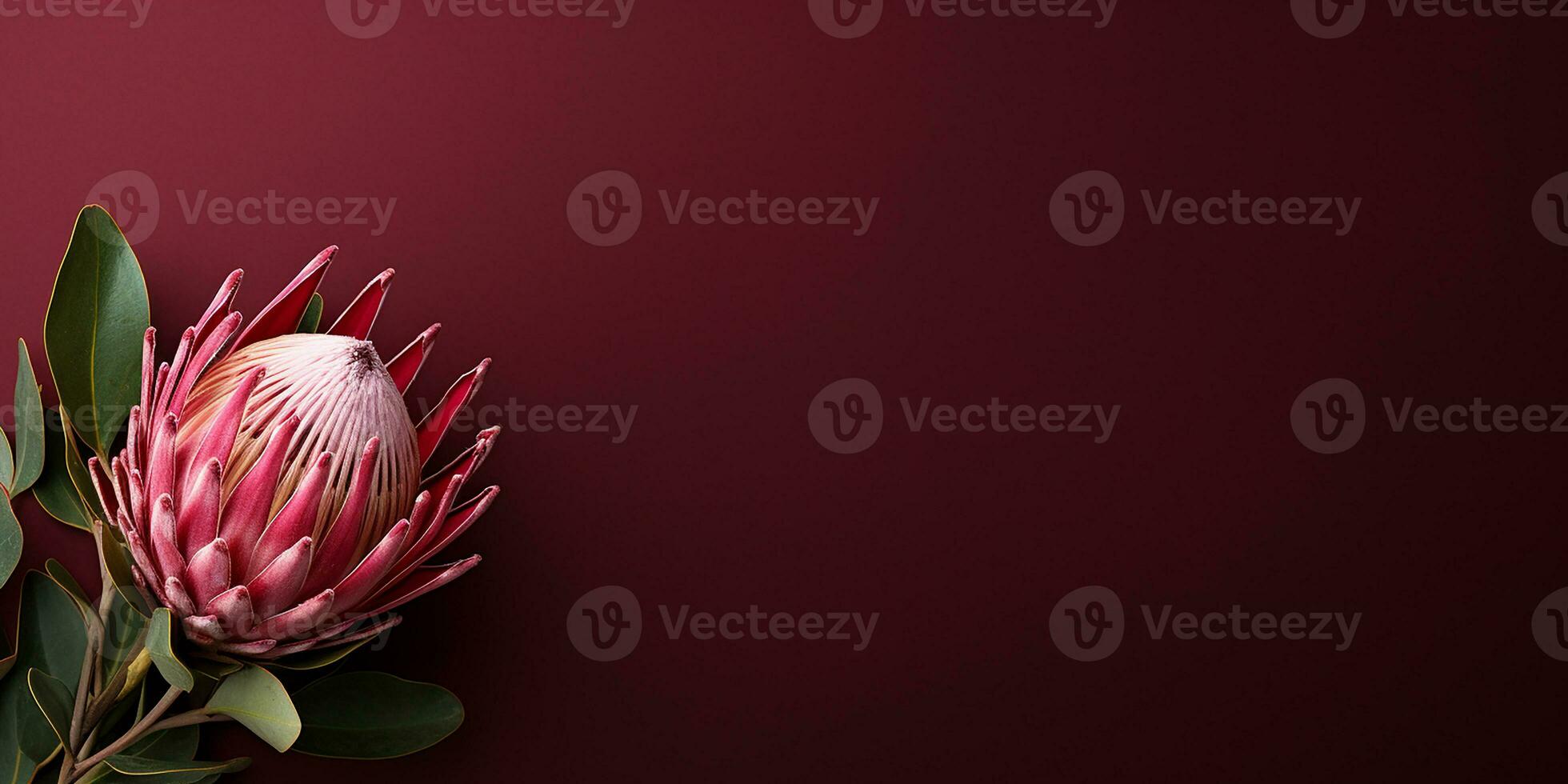AI generated tropical pink protea flower on a dark pink background. elegant background, space for text photo