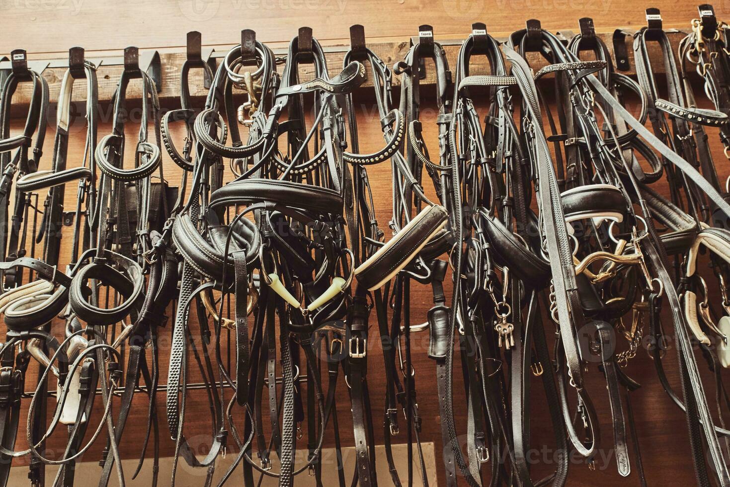 Leather horse bridles and bits hanging on wall of stable with one missing photo