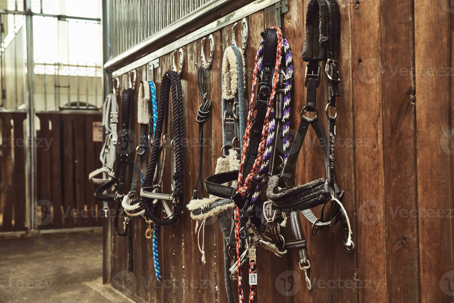 Leather horse bridles and bits hanging on wall of stable with one missing photo