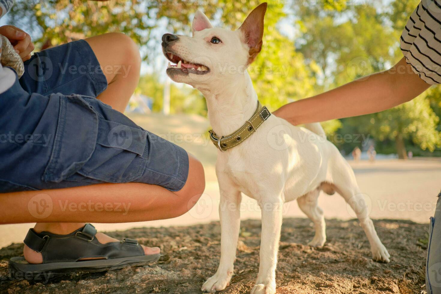 Dog Parson Russell Terrier breed is playing in green park with his owner. Summer time or beginning of autumn. Nature. Pet care and training concept. photo