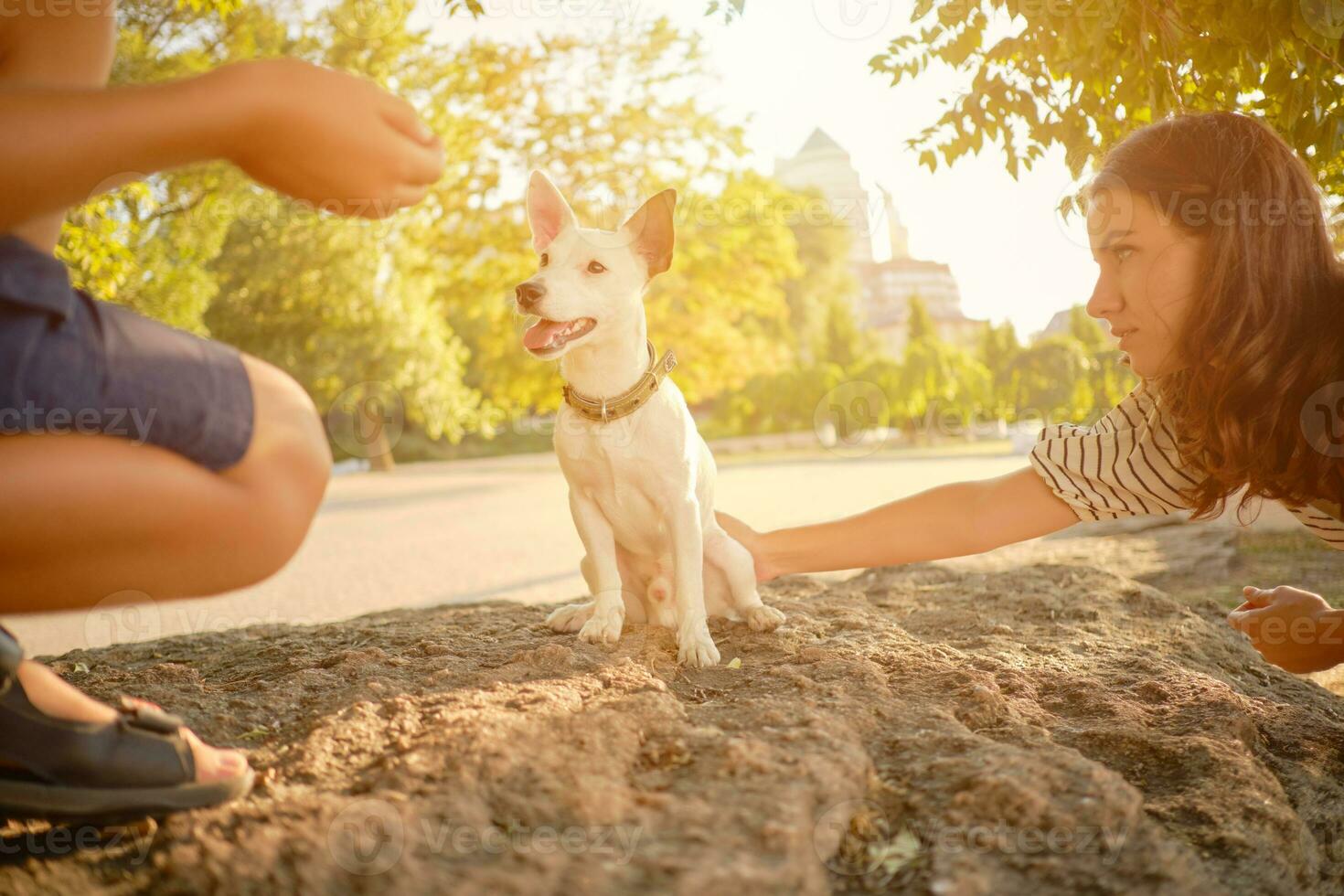 Dog Parson Russell Terrier breed is playing in green park with his owner. Summer time or beginning of autumn. Nature. Pet care and training concept. photo