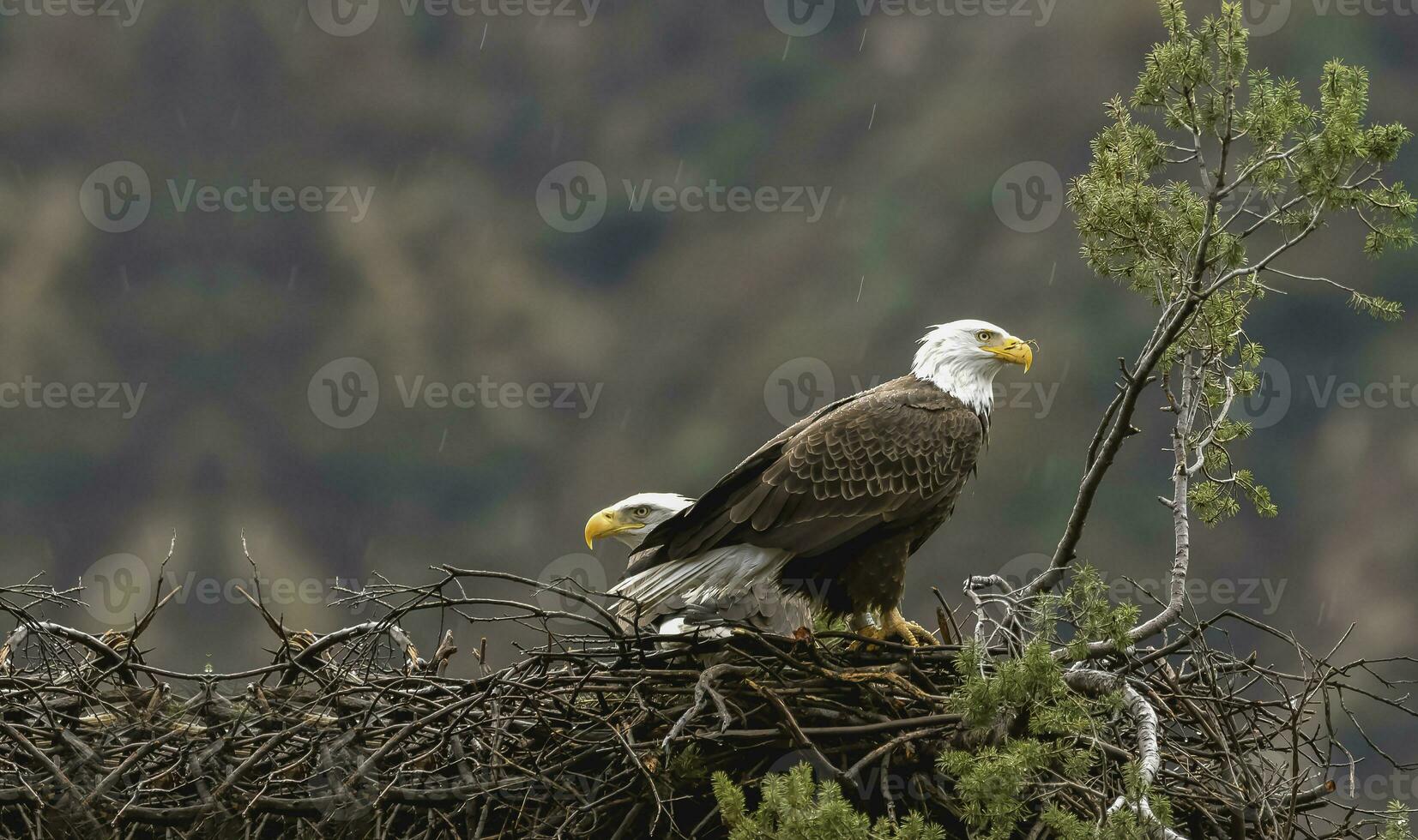 American Bald Eagle in its nest, two American Bald Eagles in its nest photo