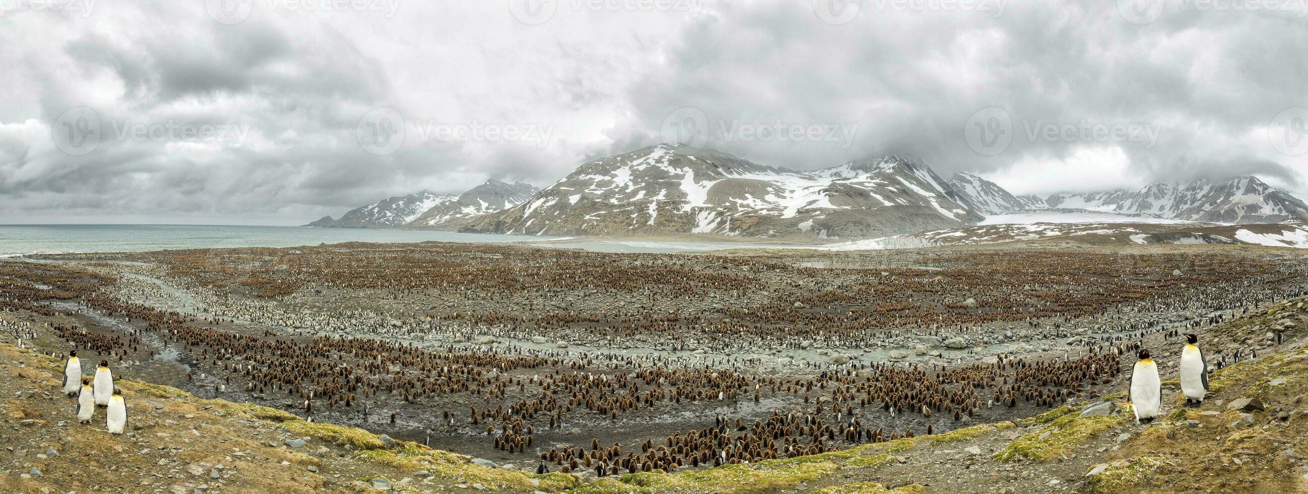 Kings penguins colony in Antarctica, a family of king penguins and emperor penguins on the shore, panoramic image of reunited family of penguins. photo