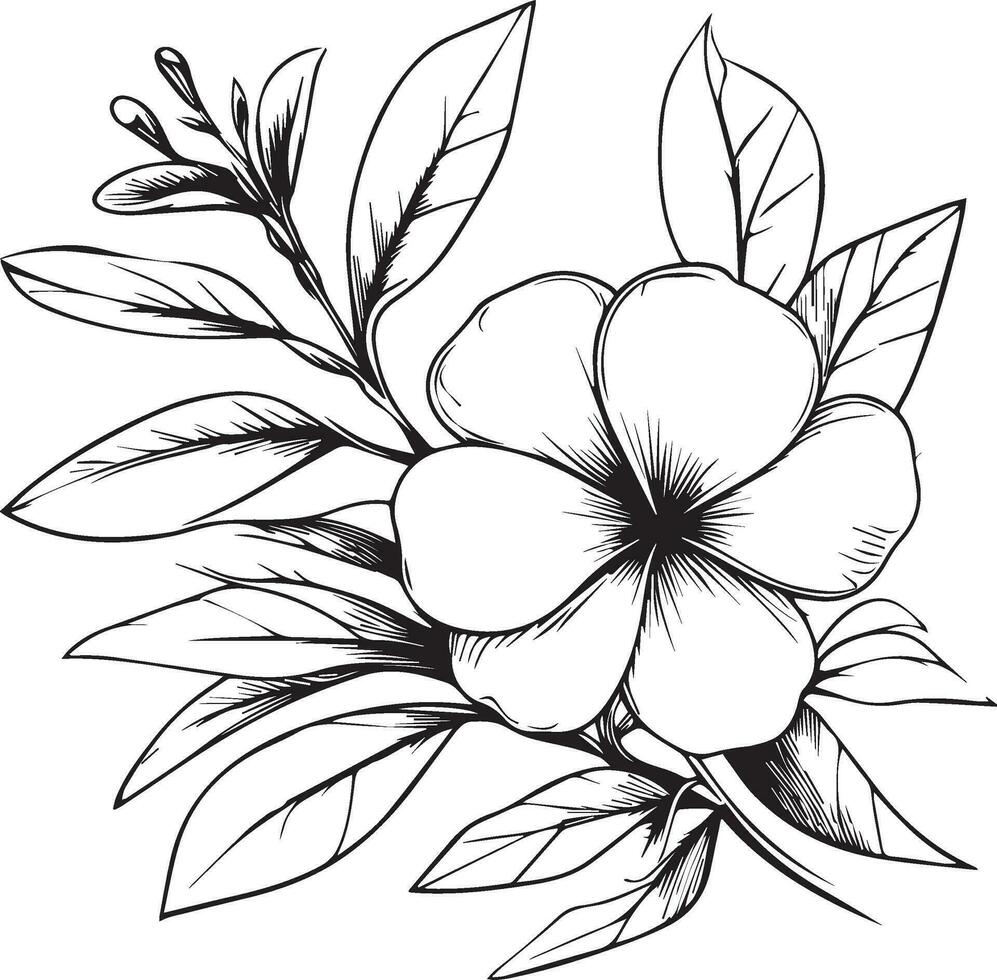 Vector sketch of flowers. periwinkle line drawings, hand-painted madagascar periwinkle wall art, botanical vinca wall art, simple periwinkle drawing, noyontara stock outline drawing, periwinkle flowe