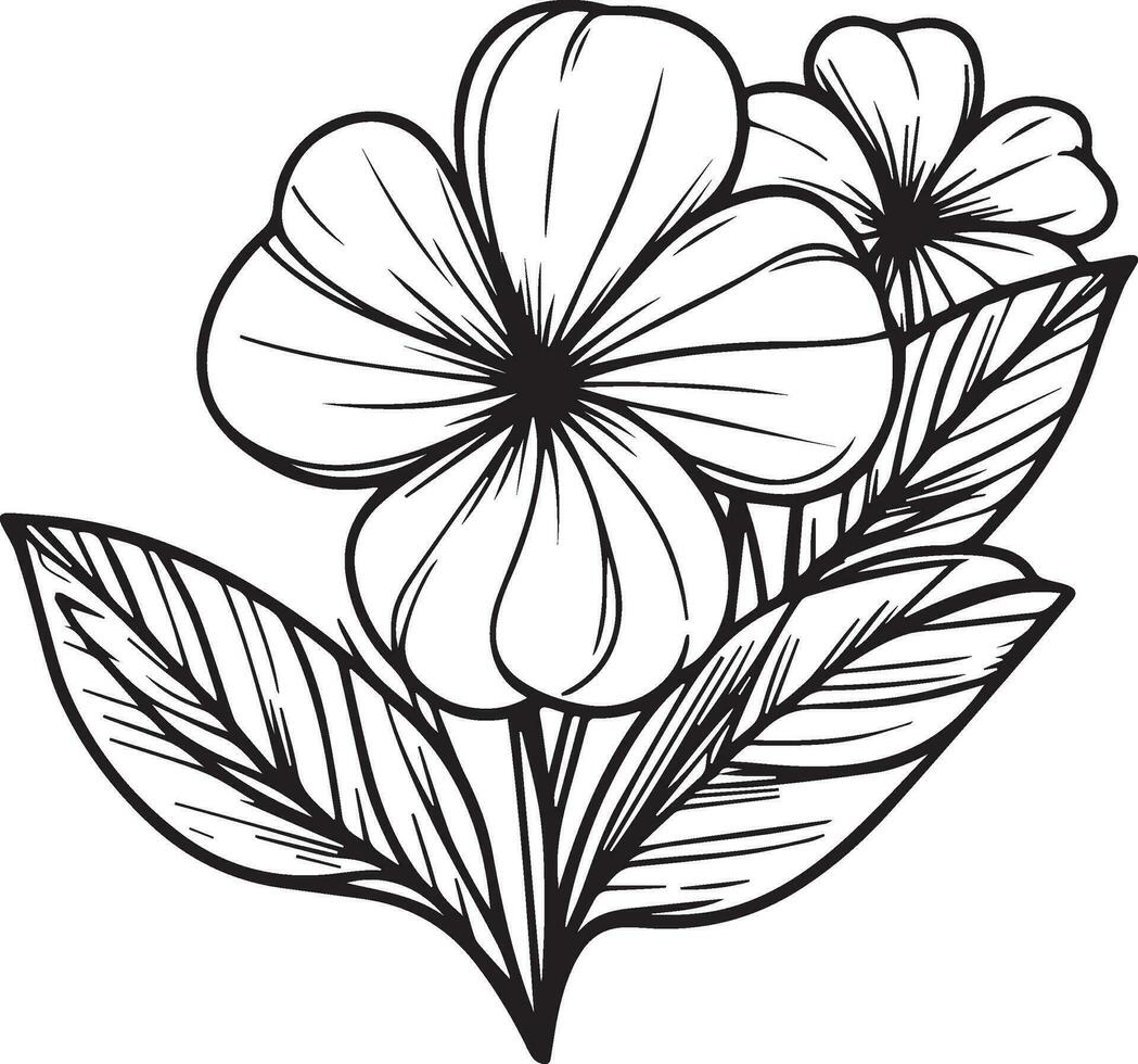 Flowers coloring pages, and book, Vector sketch of periwinkle flower drawing, Hand drawn noyon tara, botanical leaf bud illustration engraved ink art style. Catharanthus flower sketch