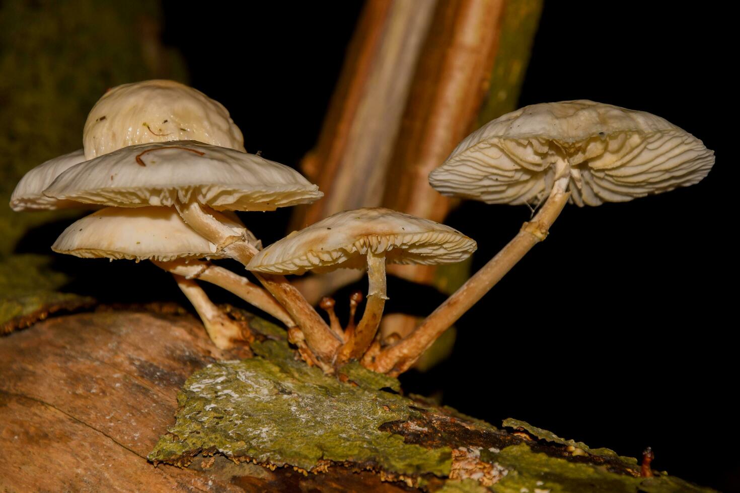 Group of mushrooms on tree photo
