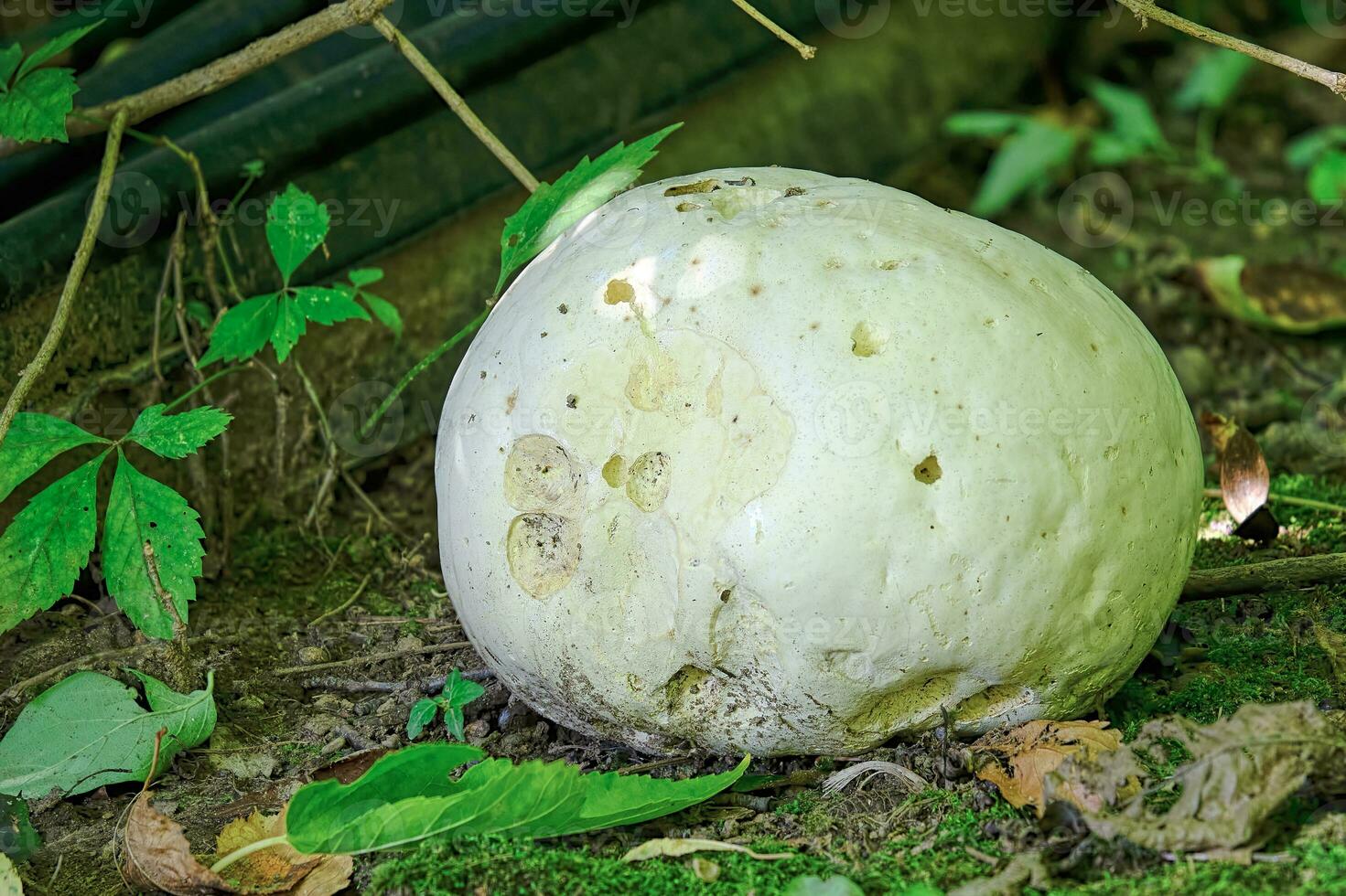 gigante pedo de lobo seta foto