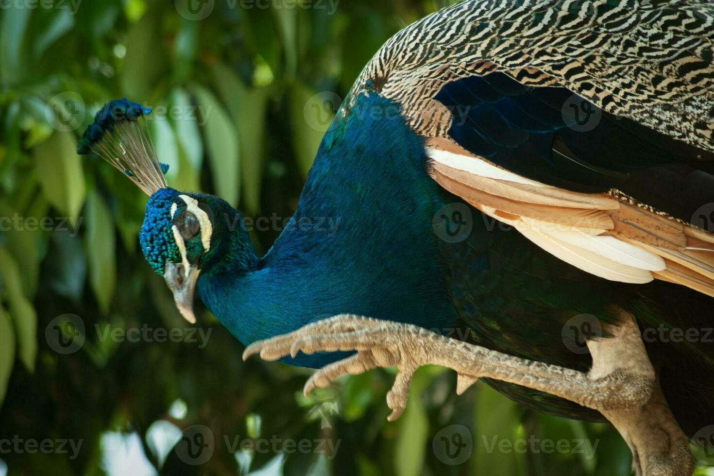 The Indian Peafowl or Pavo cristatus bird is perching photo