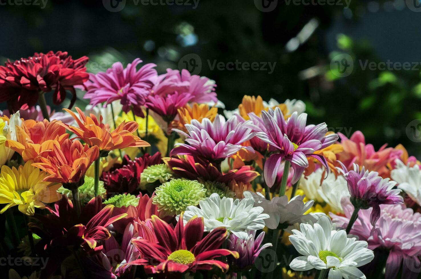 A Bunch of Chrysanthemum Flower photo