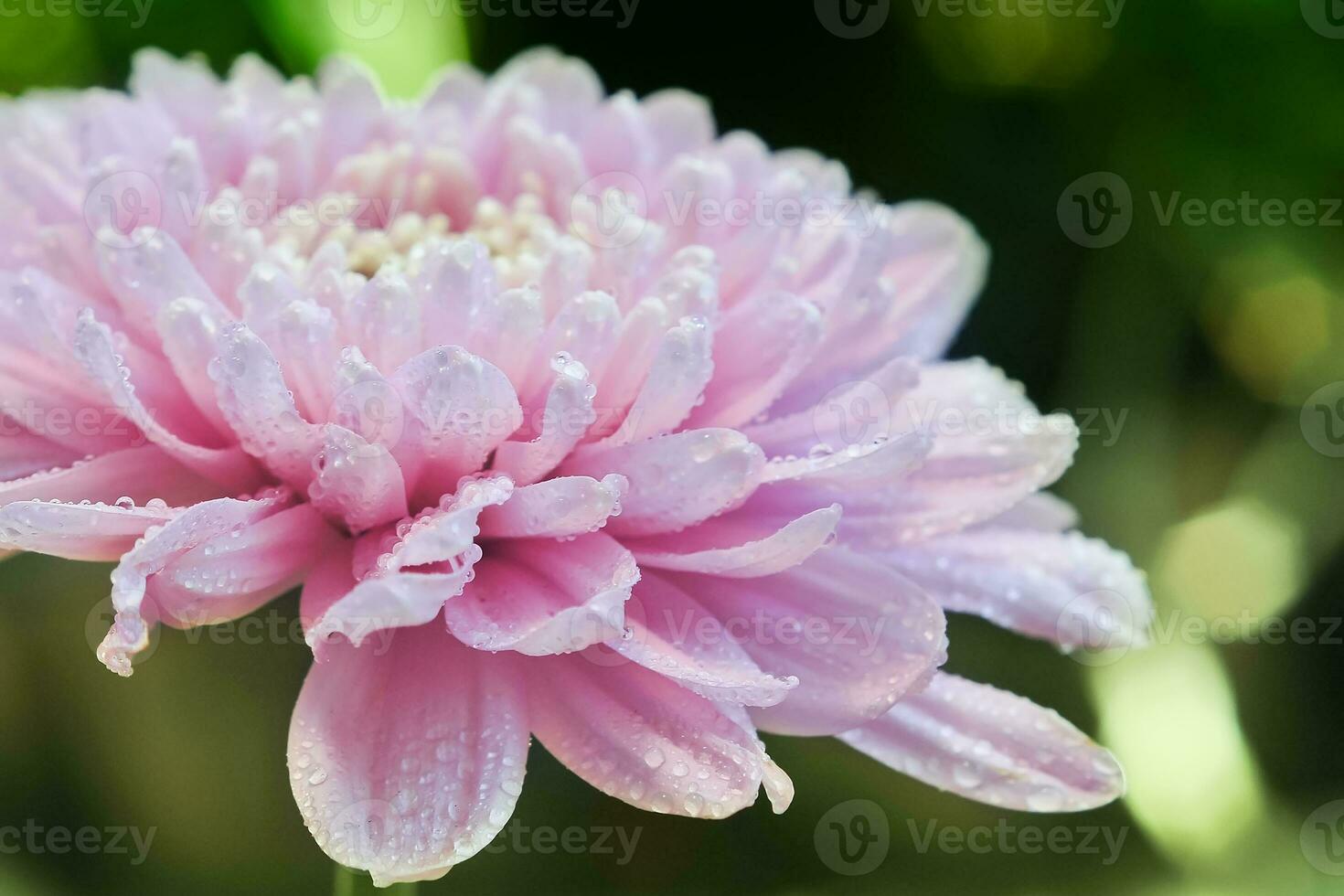 Pink chrysanthemum flowers or Chrysanthemum Morfolium photo