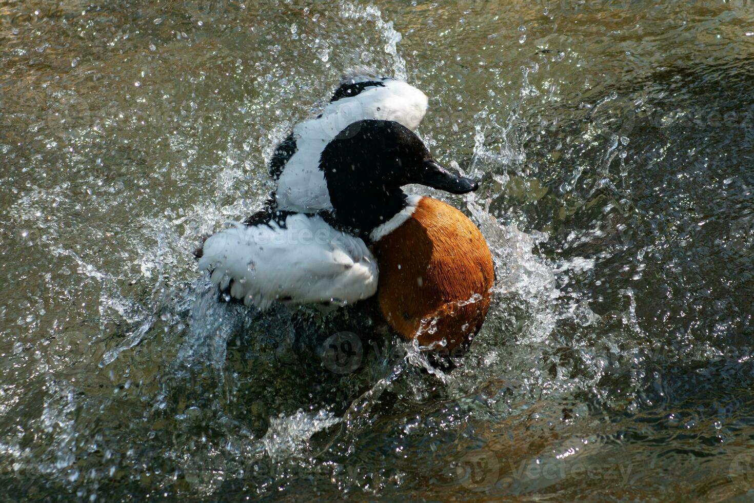 Ringed Teal duck or Callonetta leucophrys duck is bathing photo