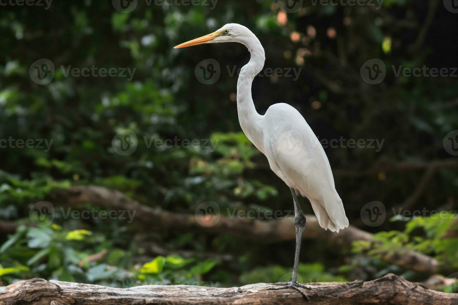 the egret or Ardea alba is perched on a tree branch photo