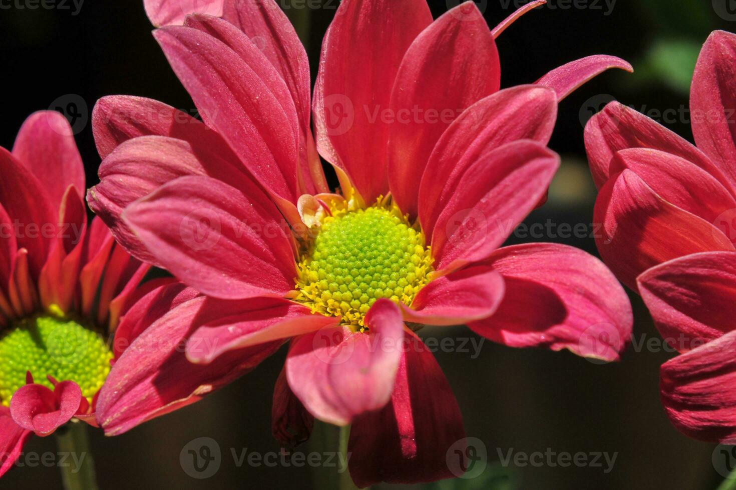 Red Chrysanthemum Flower photo