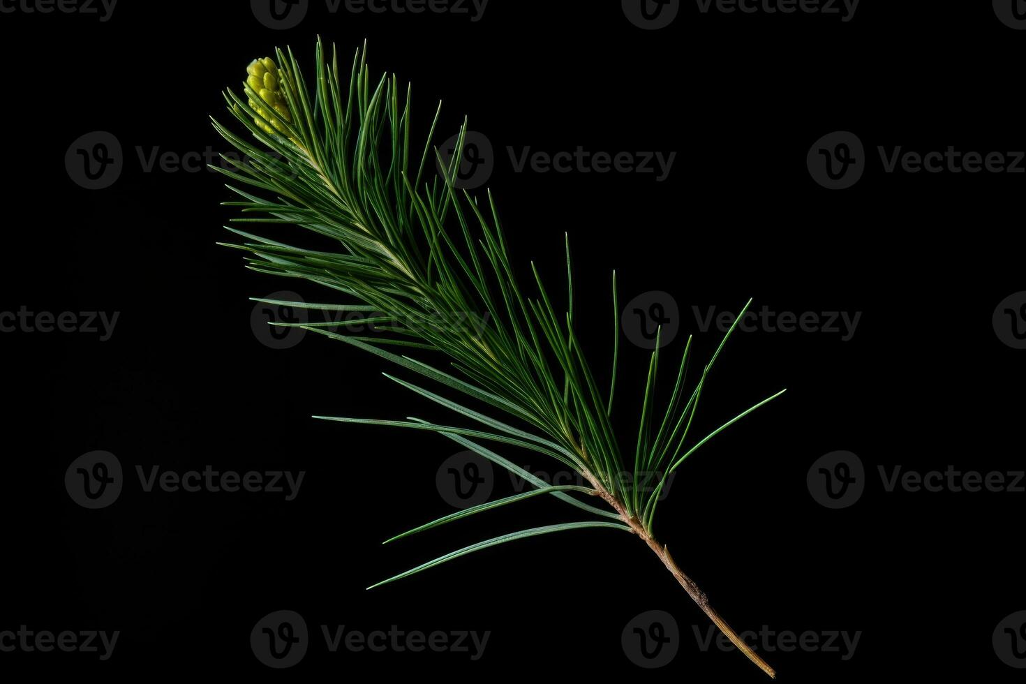AI Generated Flora macro forest branch pine spring green fir nature background evergreen seasonal photo