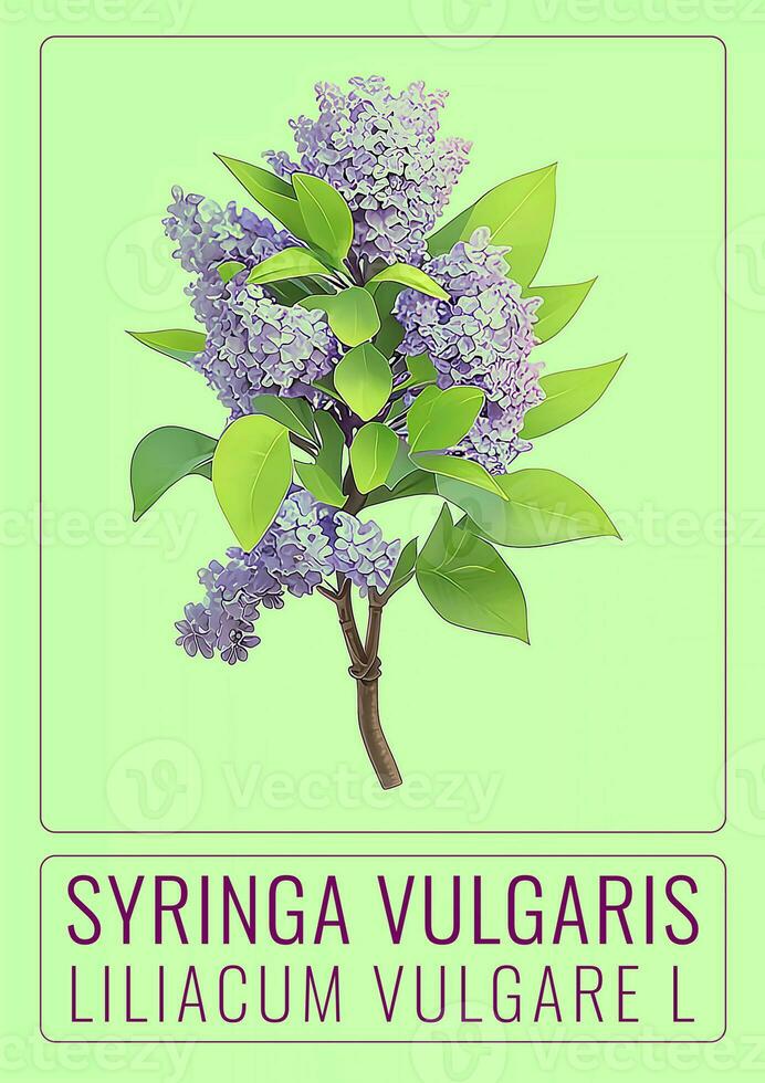 AI generated COMMON lilac or Syringa vulgaris in Latin. The illustration was created using generative AI. photo