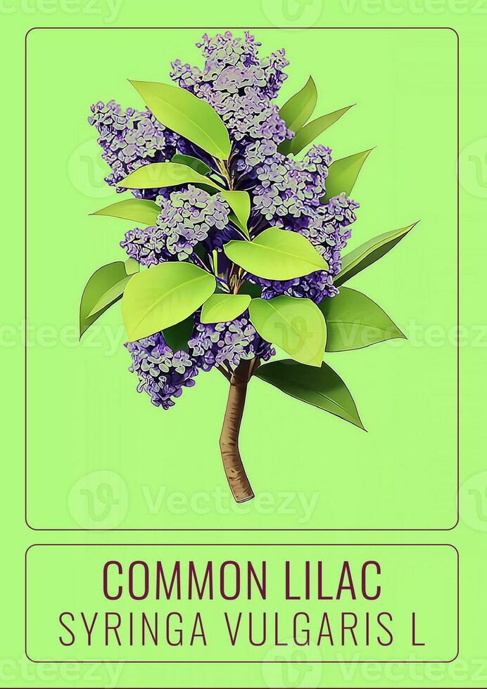 AI generated COMMON lilac or Syringa vulgaris in Latin. The illustration was created using generative AI. photo