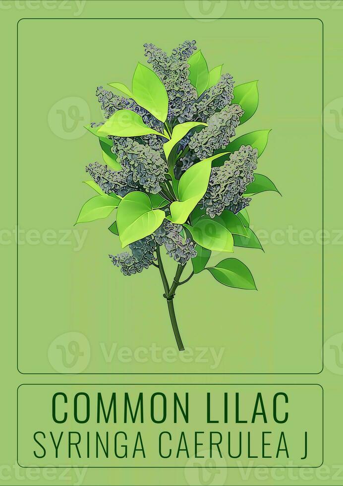 AI generated COMMON lilac or Syringa vulgaris in Latin. The illustration was created using generative AI. photo