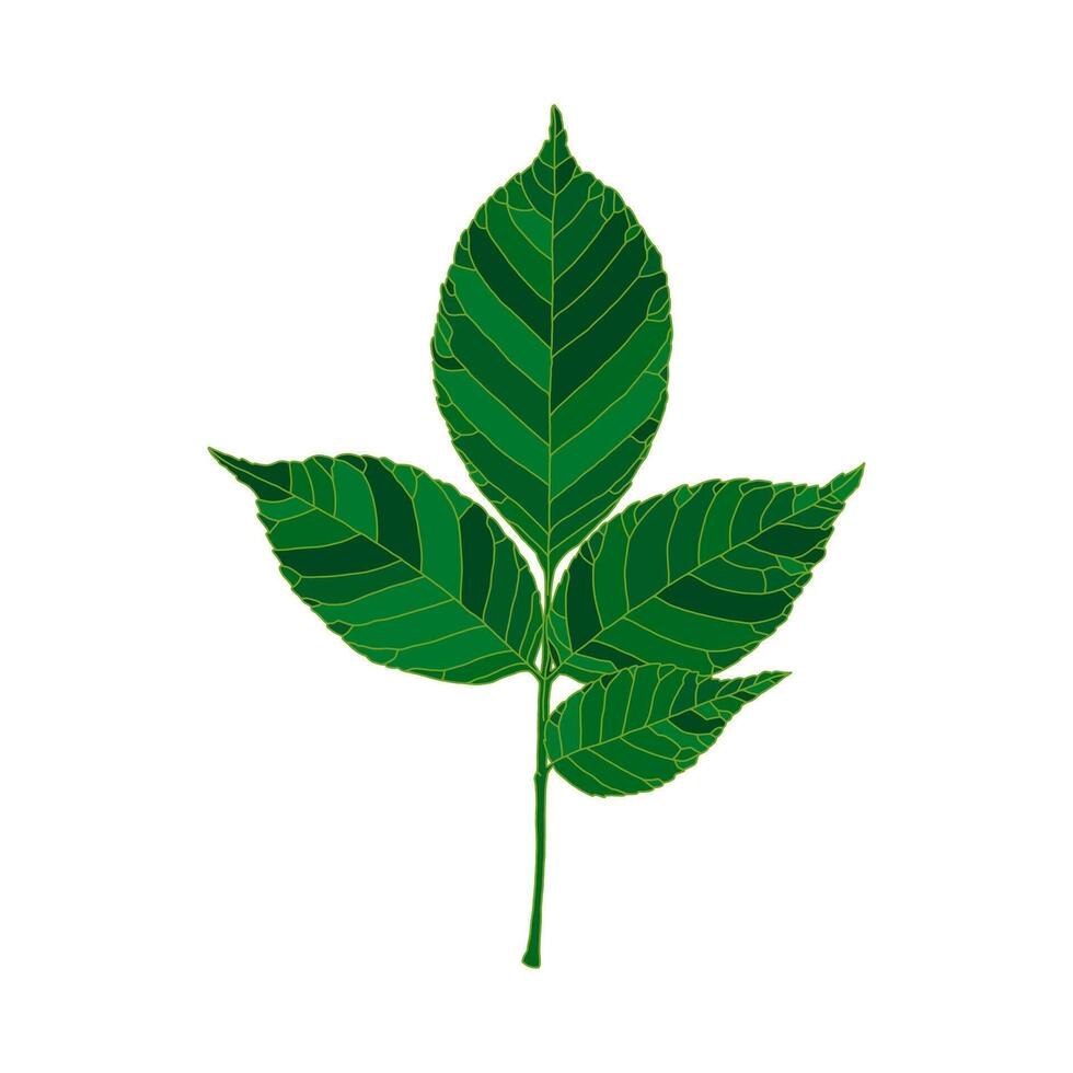 Green silhouette ash tree leaf isolated on white background vector