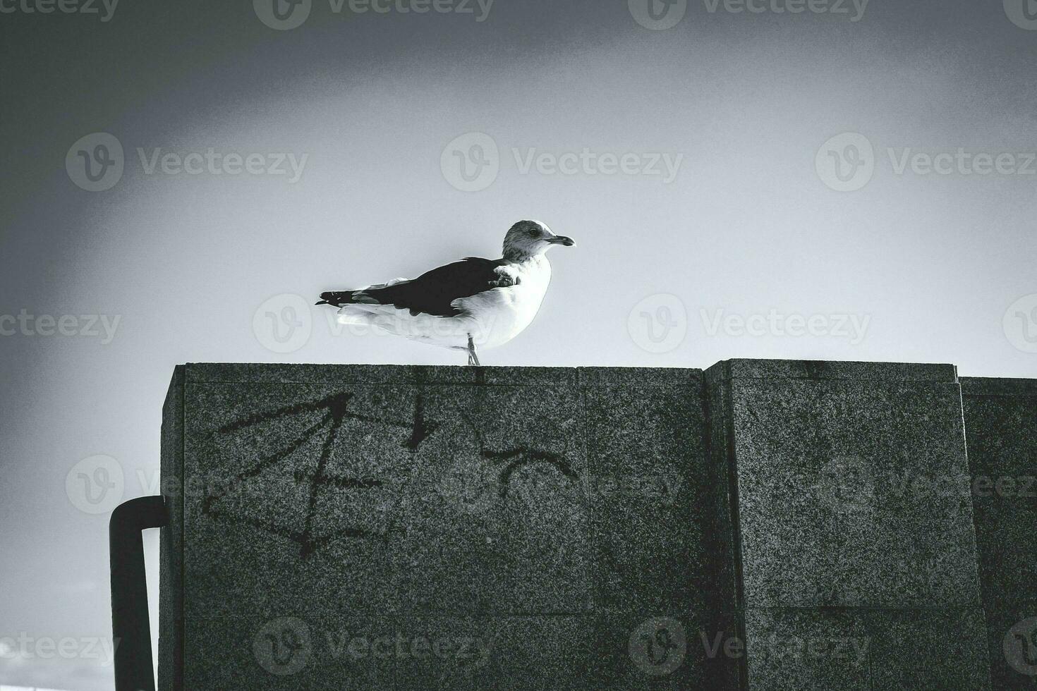 Black and white photo of seagull on concrete wall against sky