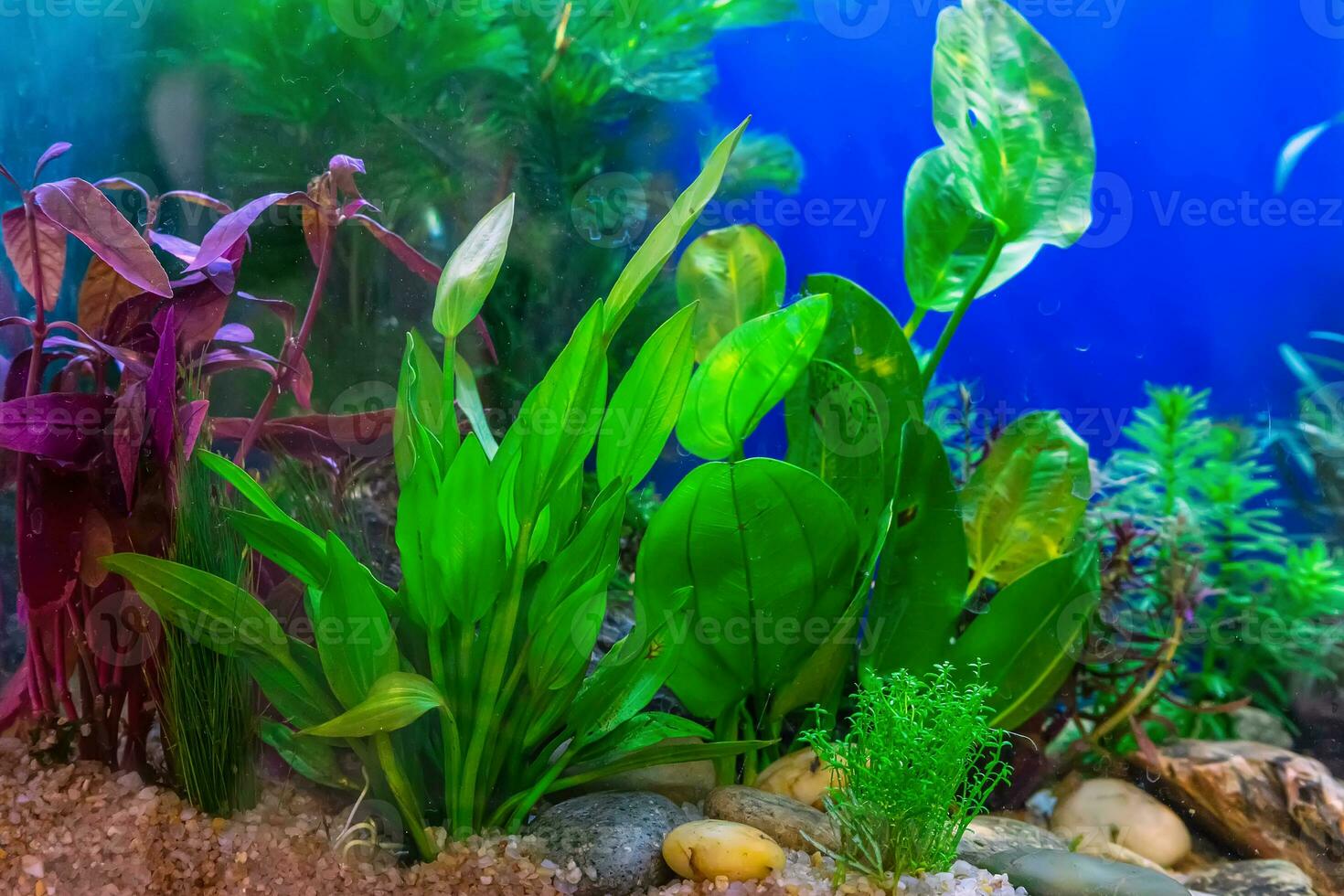 Tropical freshwater aquarium photo