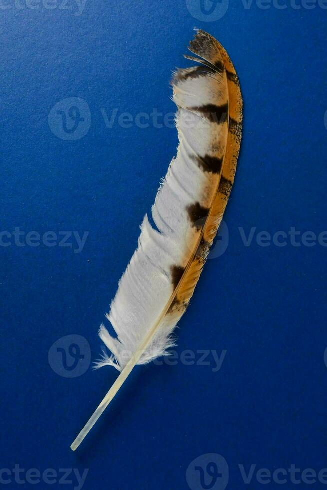 a feather on a blue background photo