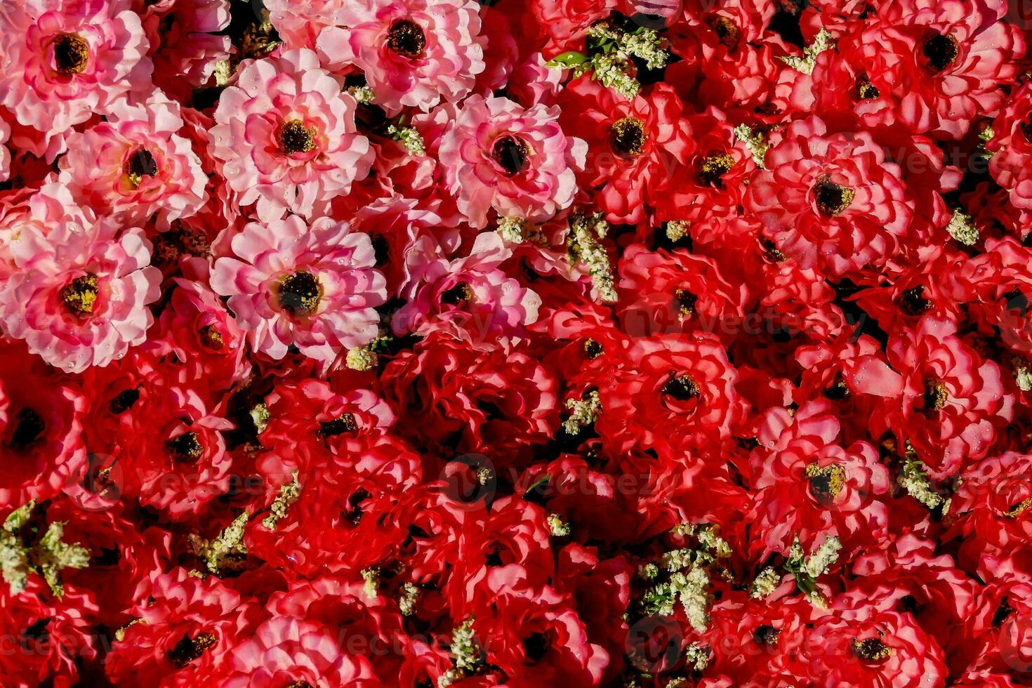 a large group of red and pink flowers photo