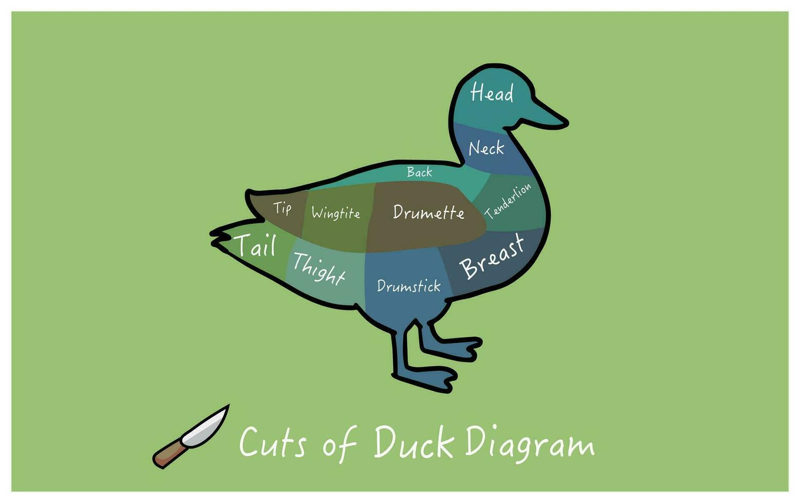 butcher cut main cuts of duck vector