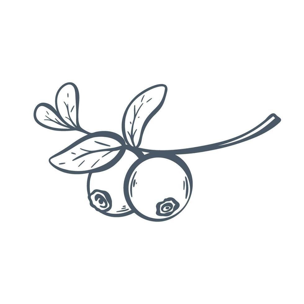 Fresh blueberries on branch with leaves ink doodle sketch vector
