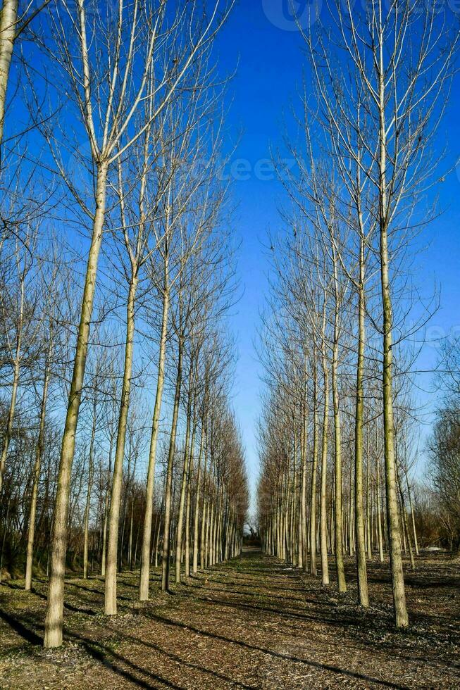 un fila de desnudo arboles en un campo foto