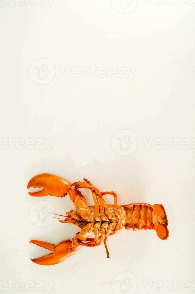 a lobster on a white surface photo