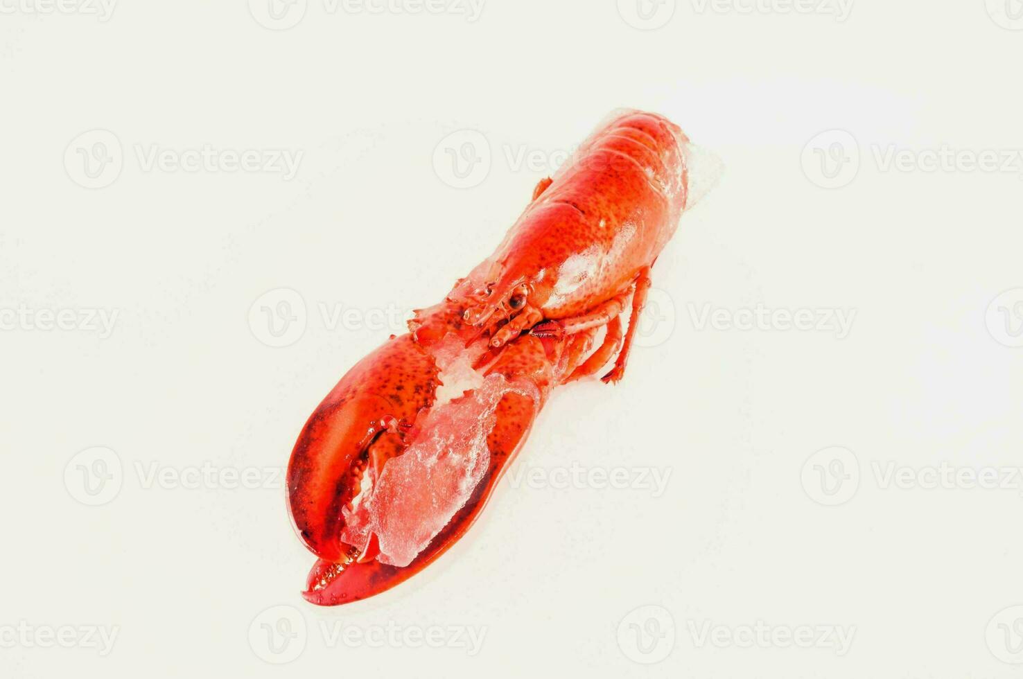 a lobster on a white surface photo