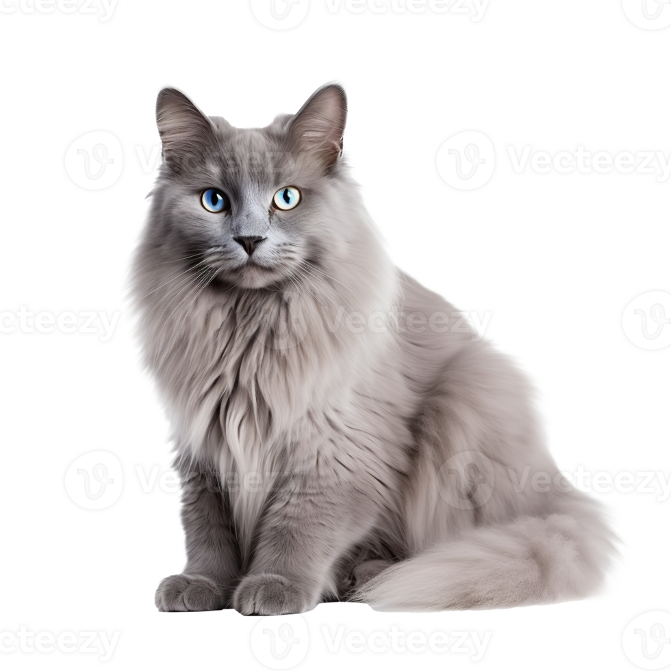 AI generated Napoleon Cat isolated on png background
