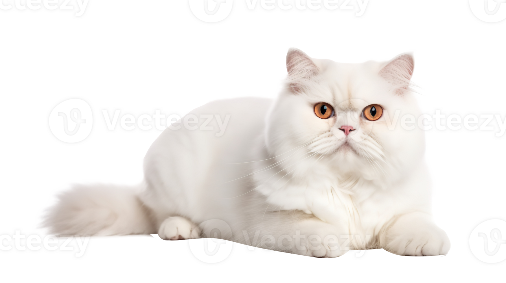 AI generated Napoleon Cat isolated on png background
