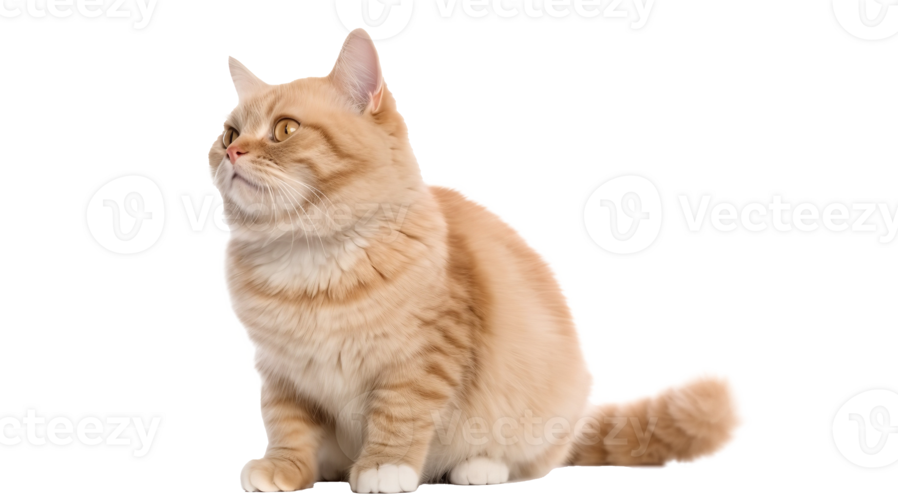 AI generated Napoleon Cat isolated on png background