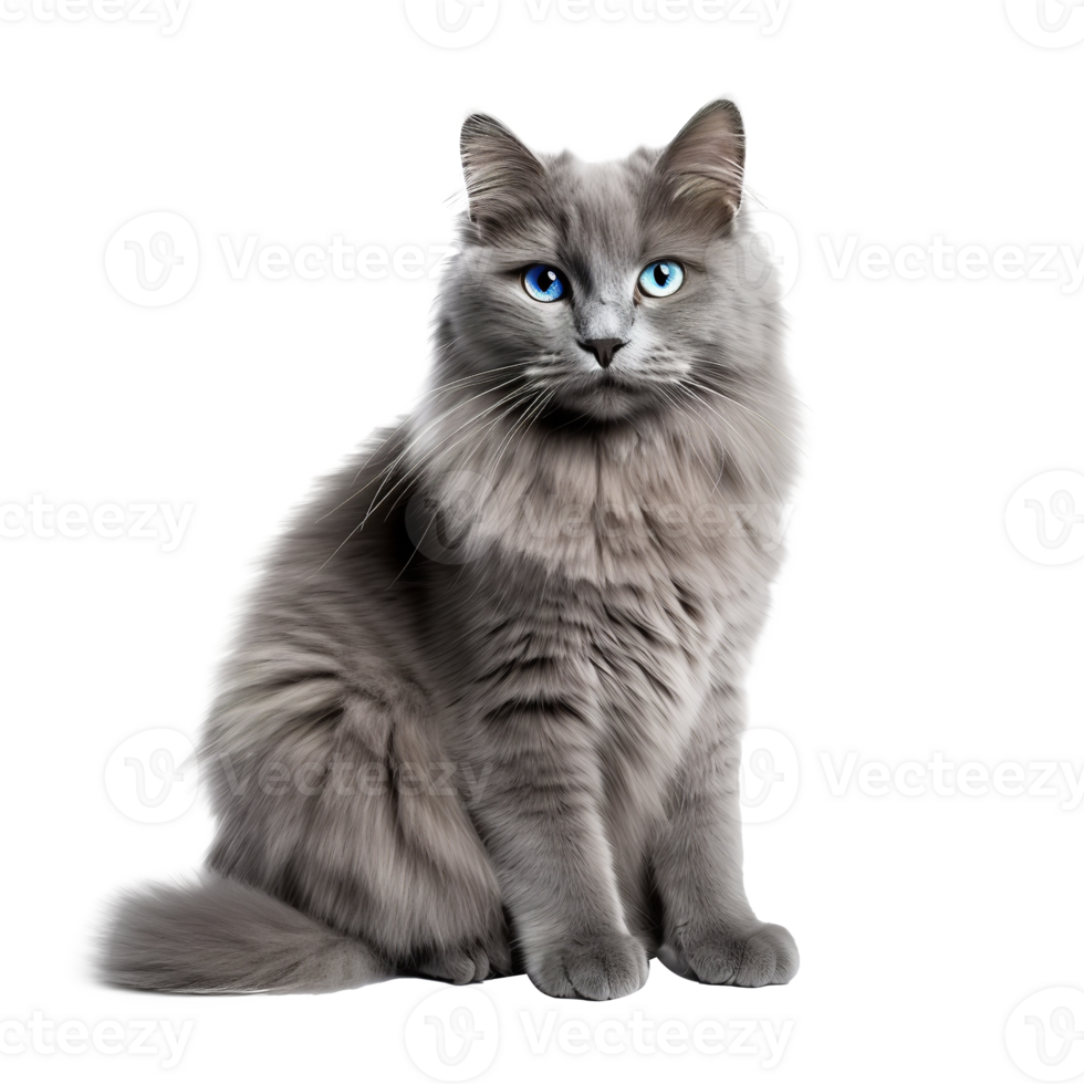 AI generated Napoleon Cat isolated on png background