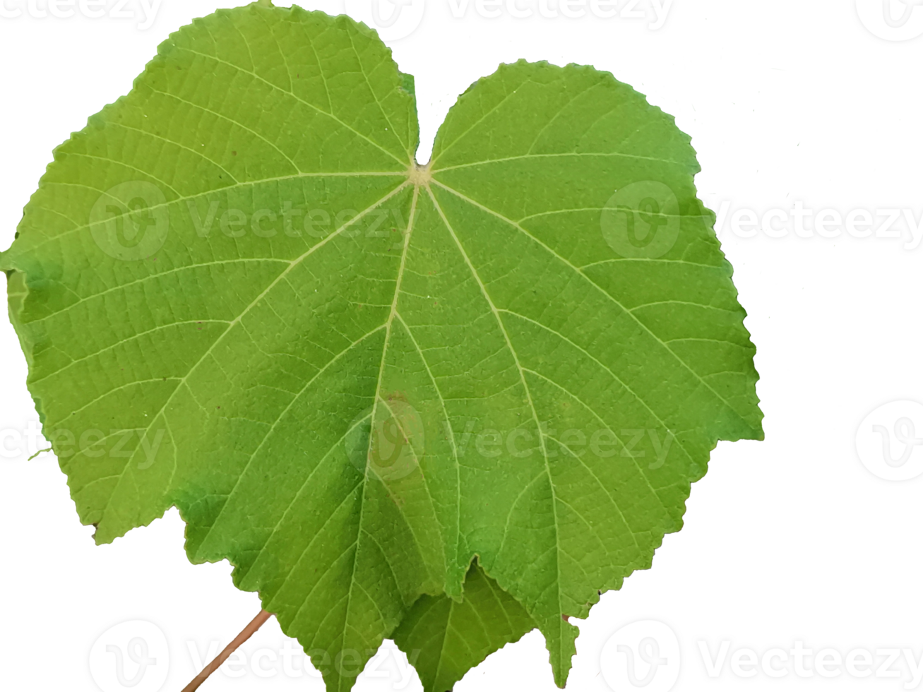 papaya leaf for healthcare, a remarkable health benefits in traditional medicine png