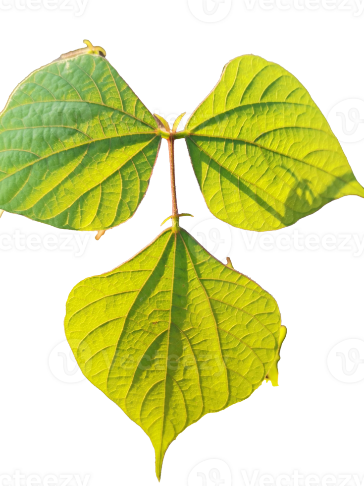 groeit hyacint Boon groen blad, een krachtig beklimming Liaan bekend voor haar weelderig groen gebladerte png