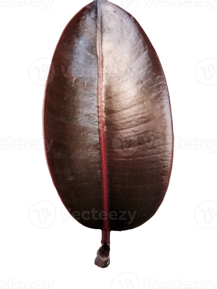 singular Ficus elastica leaf, an exquisite and striking botanical marvel png