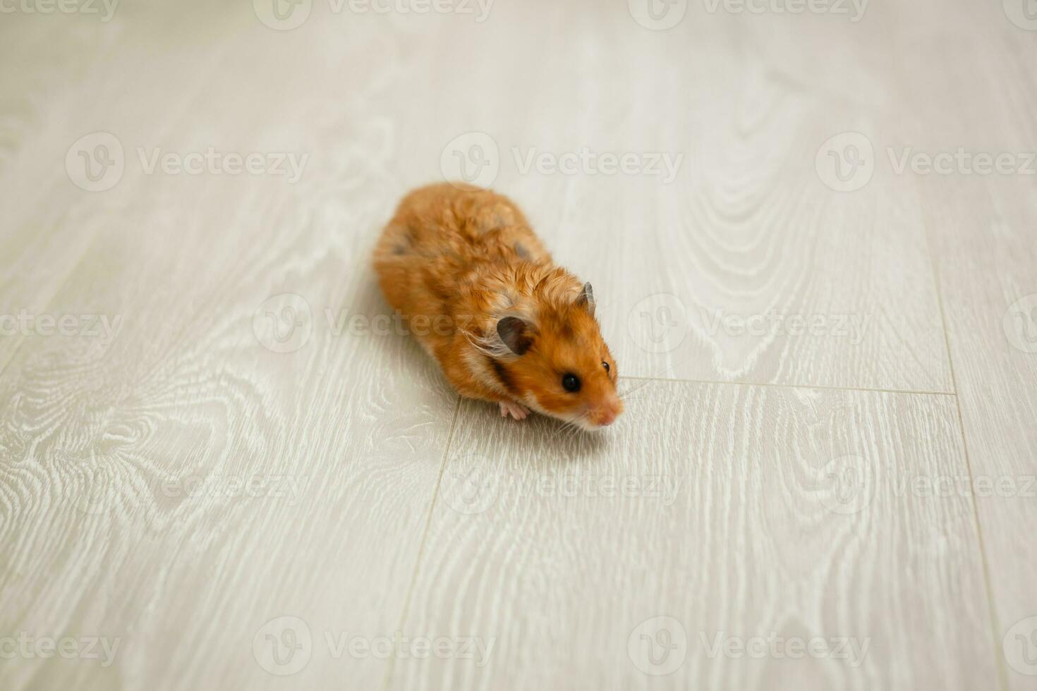 red haired hamster on the floor of a house photo