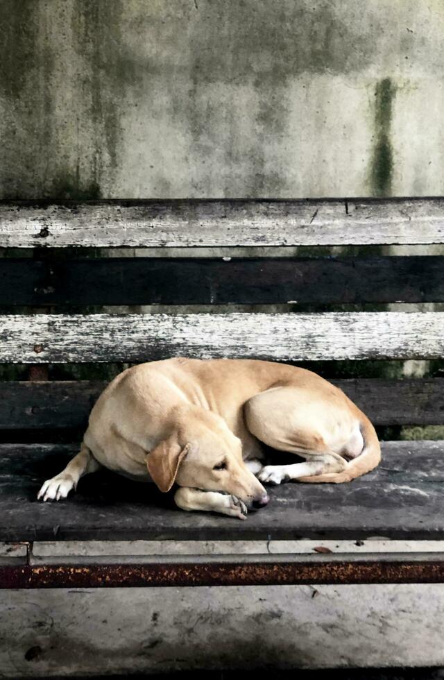 Abandoned dog on the road, stray dog, Puppy, dirty, homeless Dog adopt, street, leave, sad emotions, outside, lonely, advertising, Adoption, copy space, photo
