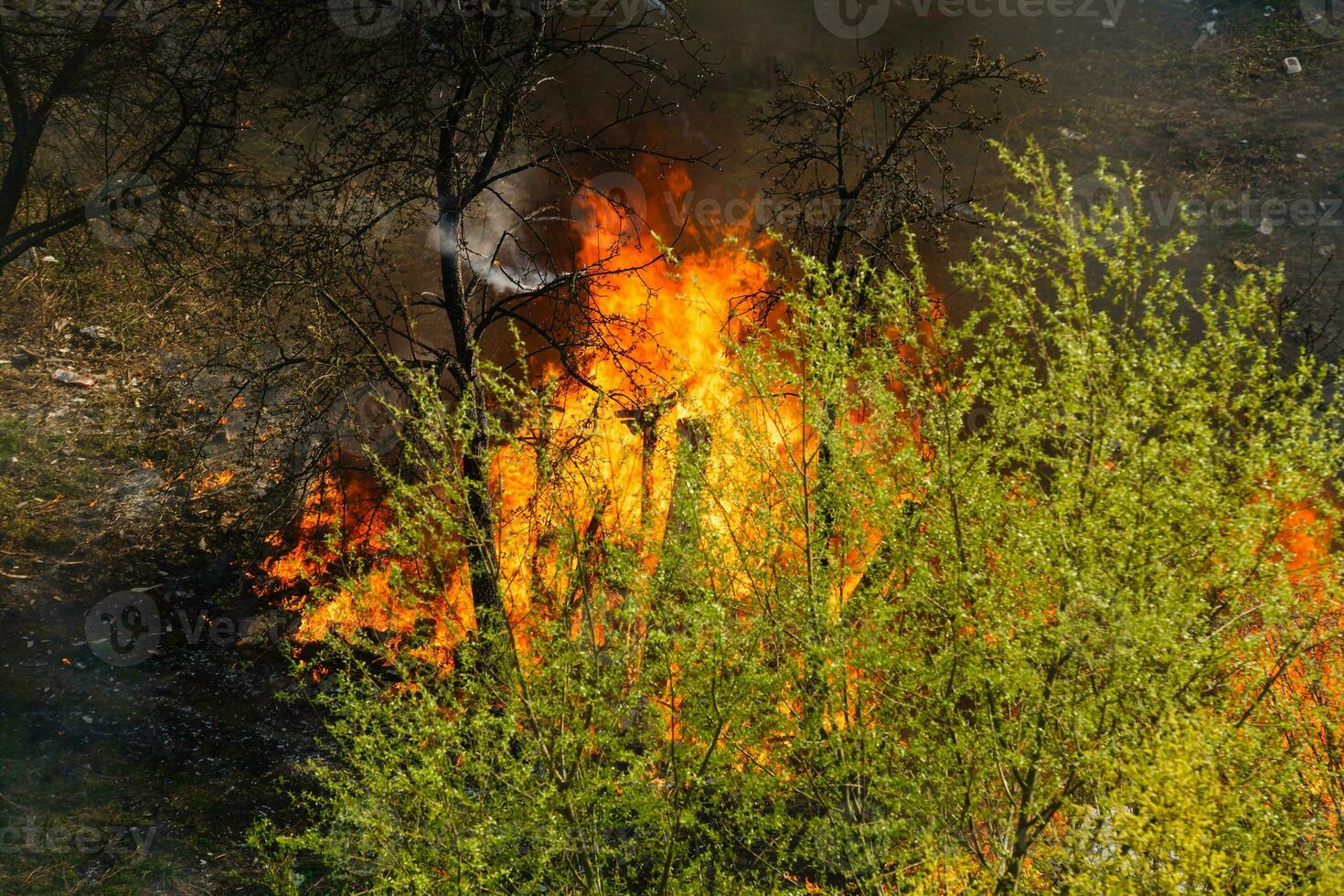 Wildfire near houses, view from the apartment window photo