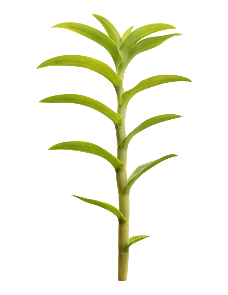 Orchid green leaf png