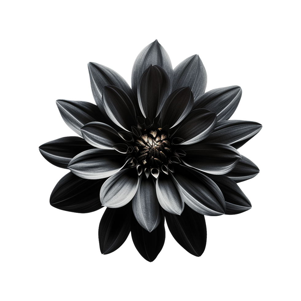 AI generated Black flower isolated on transparent background png