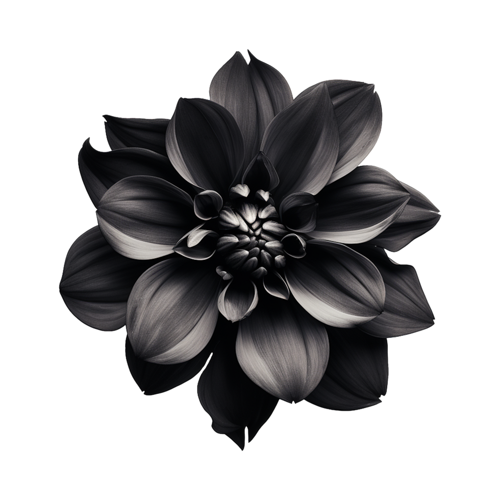 AI generated Black flower isolated on transparent background png