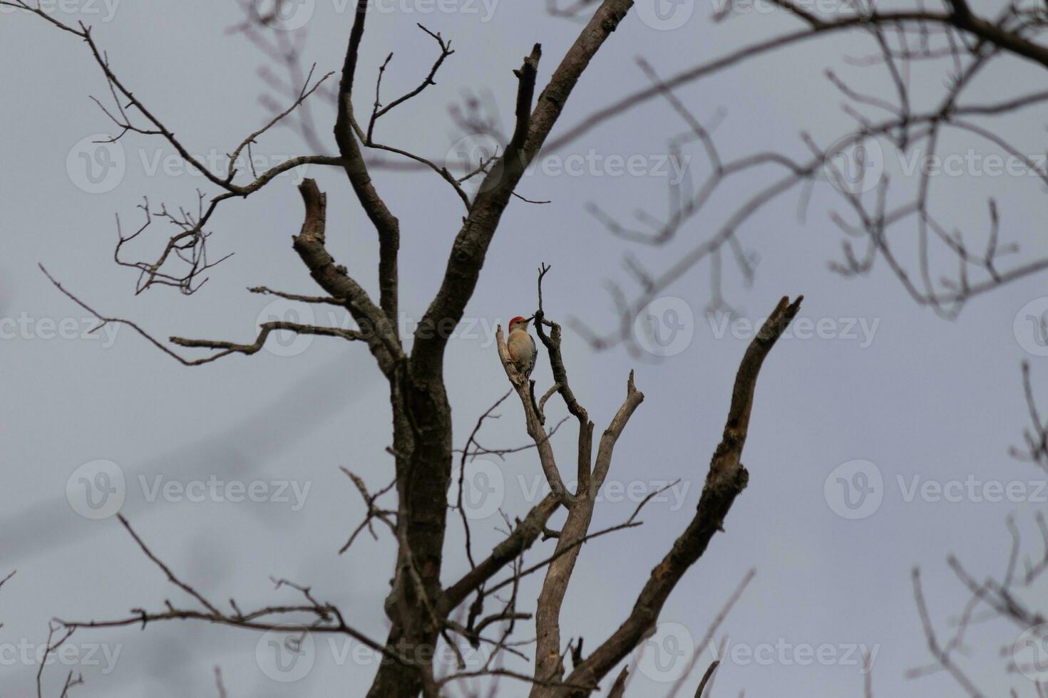 This beautiful red-bellied woodpecker sat perched on the branch of the tree. The little red head sticks out with white body. The tree he is in has dark bark and pretty brown flower buds. photo