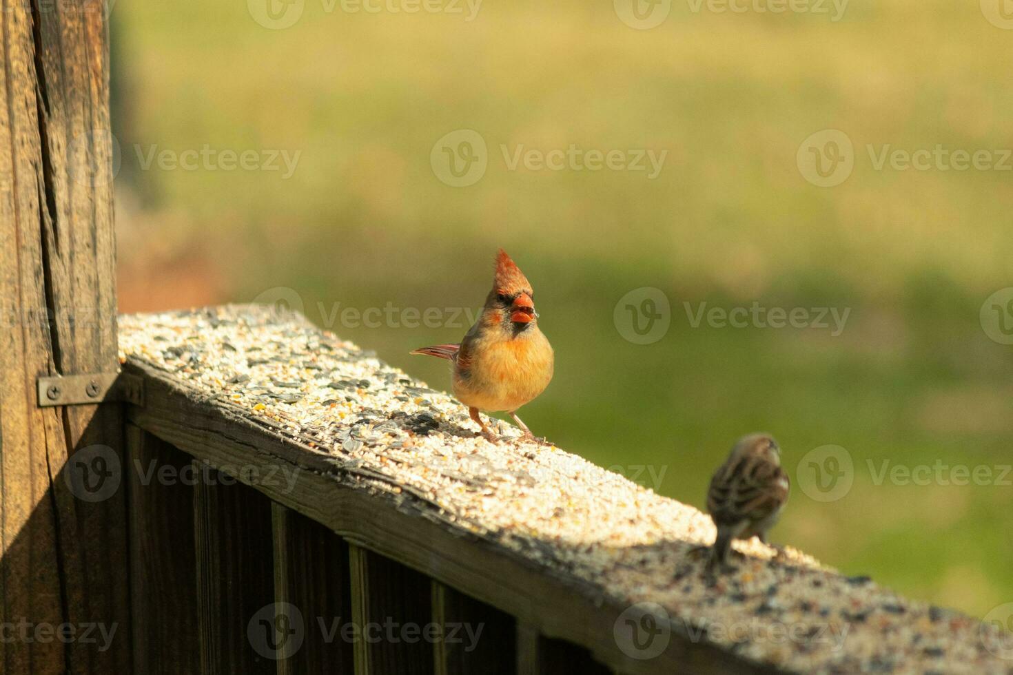 Female cardinal coming out to the wooden railing for birdseed. Her brown feathers are designed for camouflage as opposed to the bright red of the male. Her little orange beak pointed outward. photo