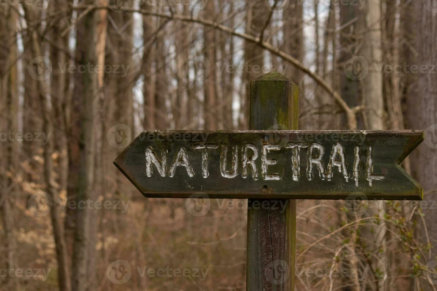 This sign in the woods marks the area of the trail. Helping to keep hikers from getting them lost and leading the way. The brown paint looks worn and chipping. The white letters standing out. photo